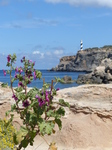 FZ027771 Flowers and lighthouse.jpg